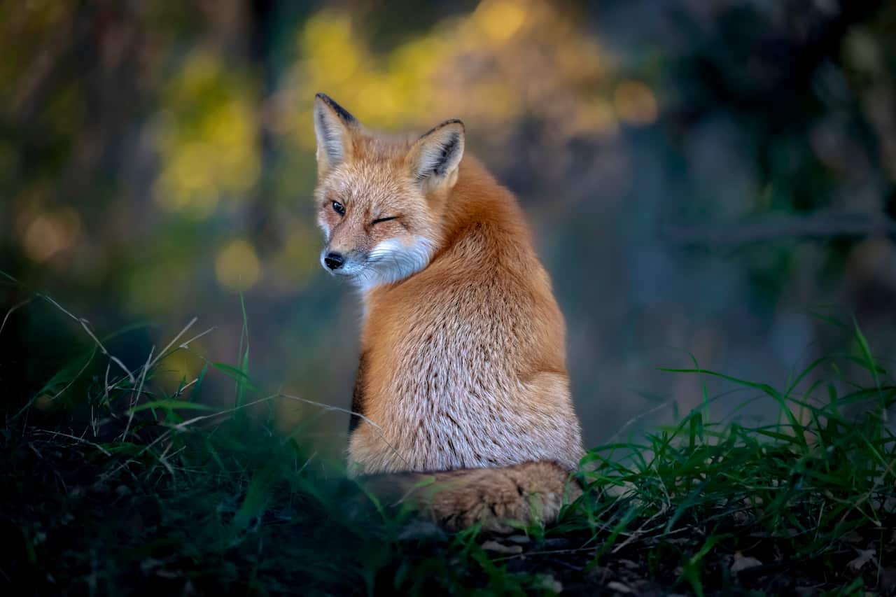 American Red Fox Winking