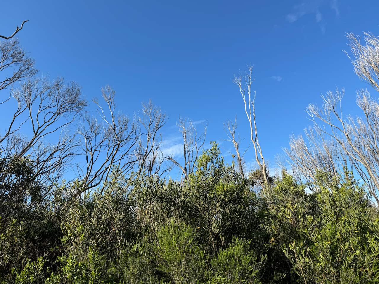 Bushland with a vast expanse of sky overhead.