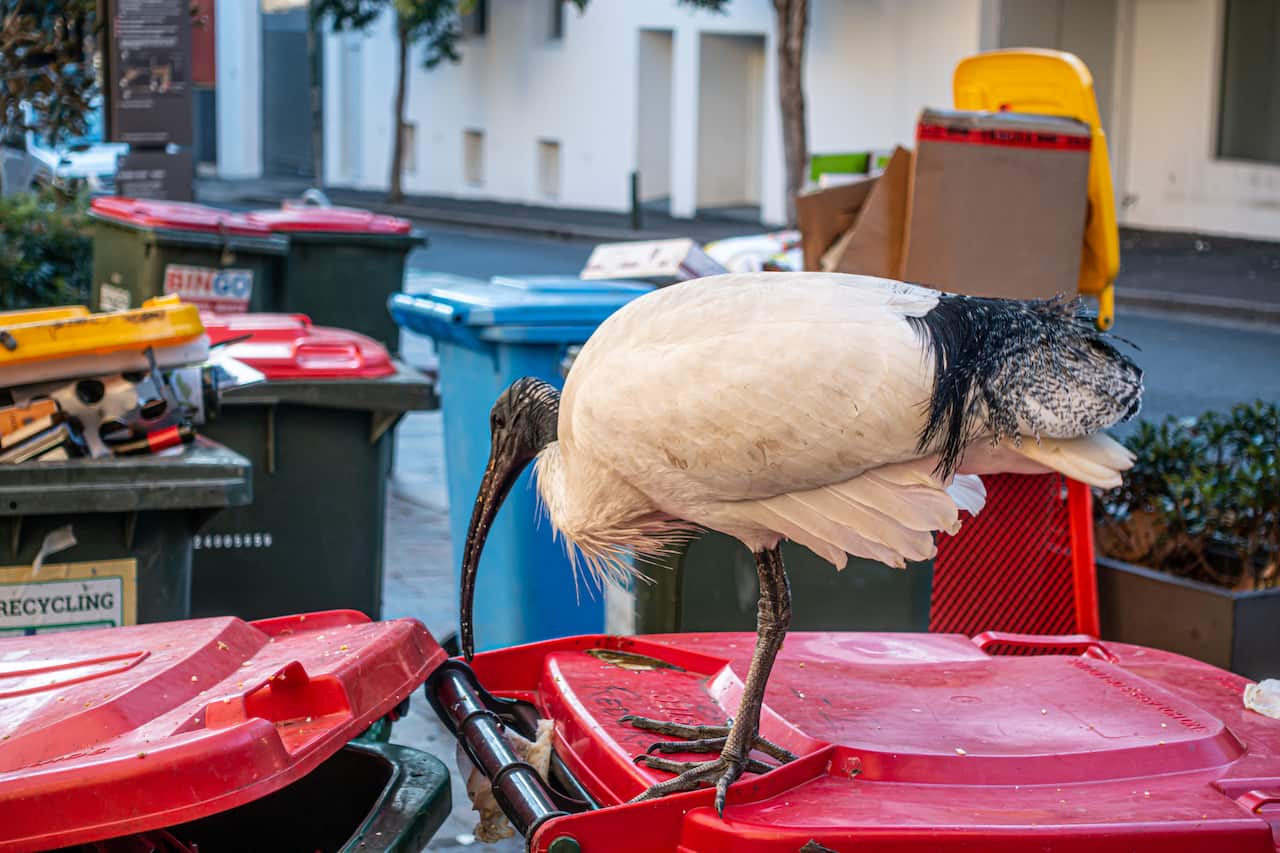 Ibis bird scavengers food from rubbish bins. 