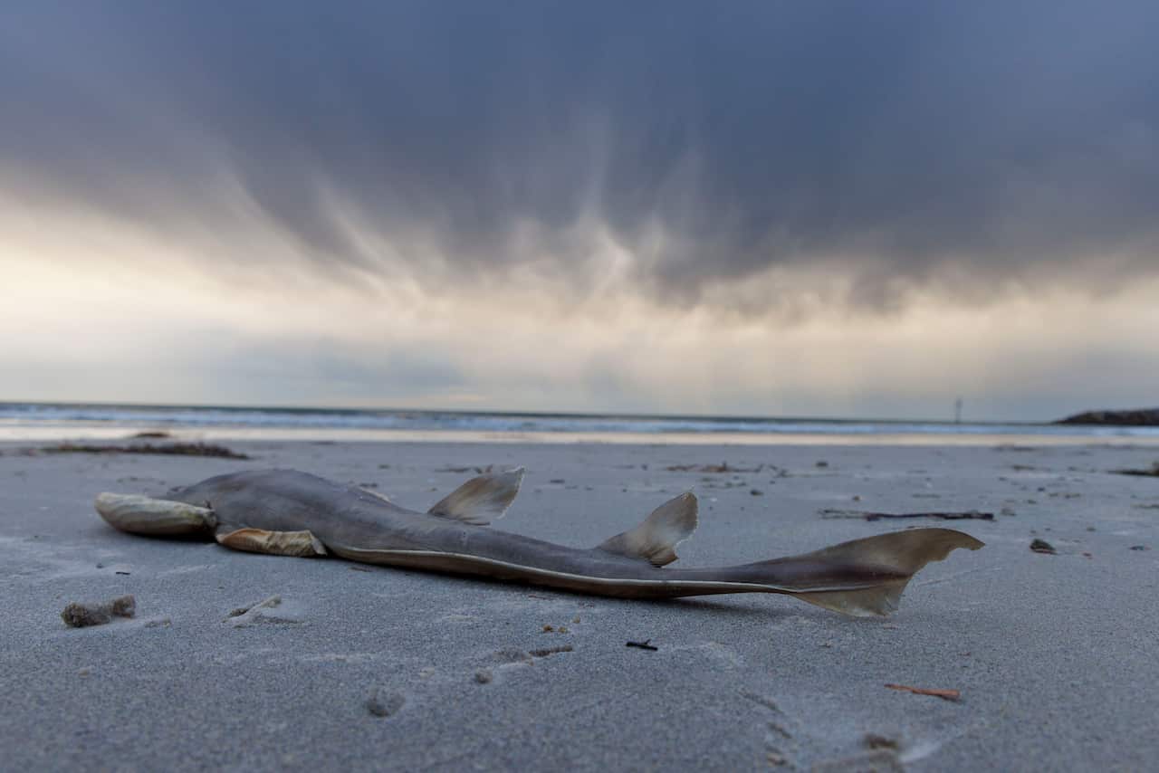 A dead shark on a beach