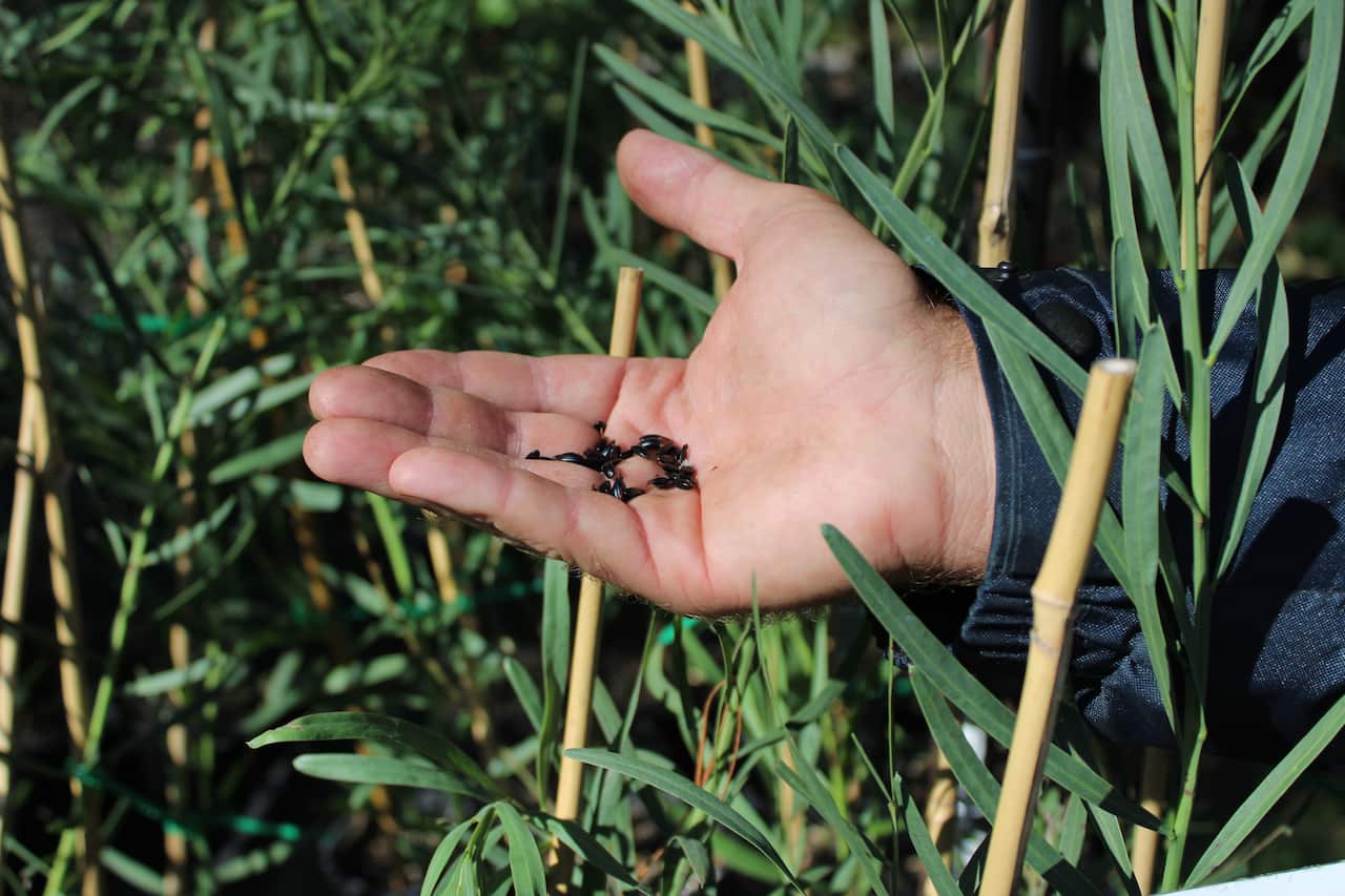 IndigiGrow_Wattle Seeds.JPG