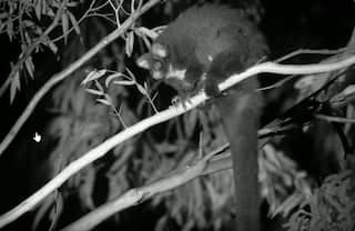 black-and-white night vision image of a greater glider looking like an adorable furball hunched over a branch in a tree with its long tail dropping down.