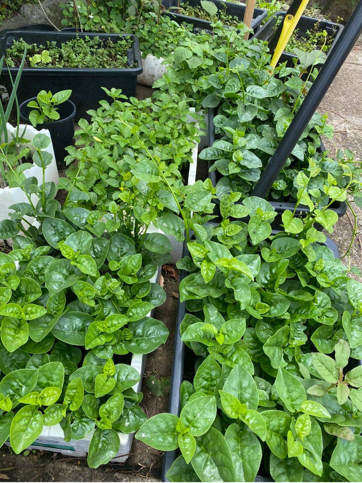 vuon rau Thuy An 17.jpg