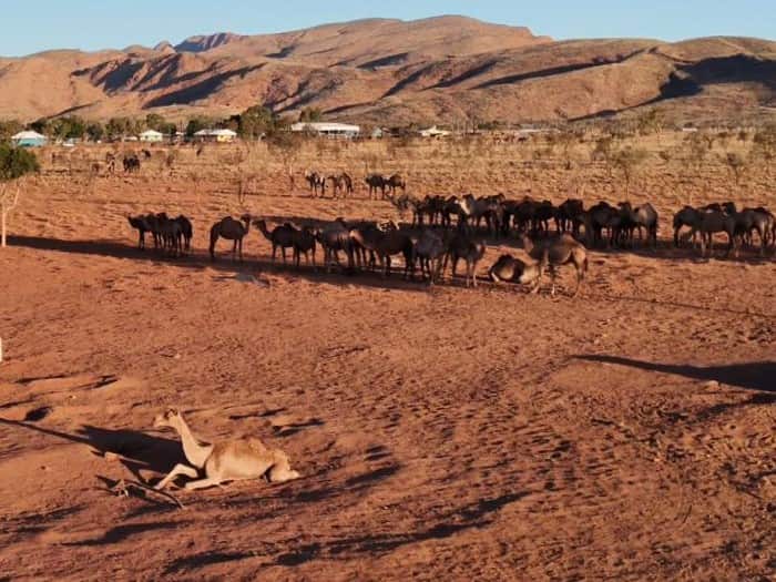 [JVS] Large bull camels bogged while searching for water