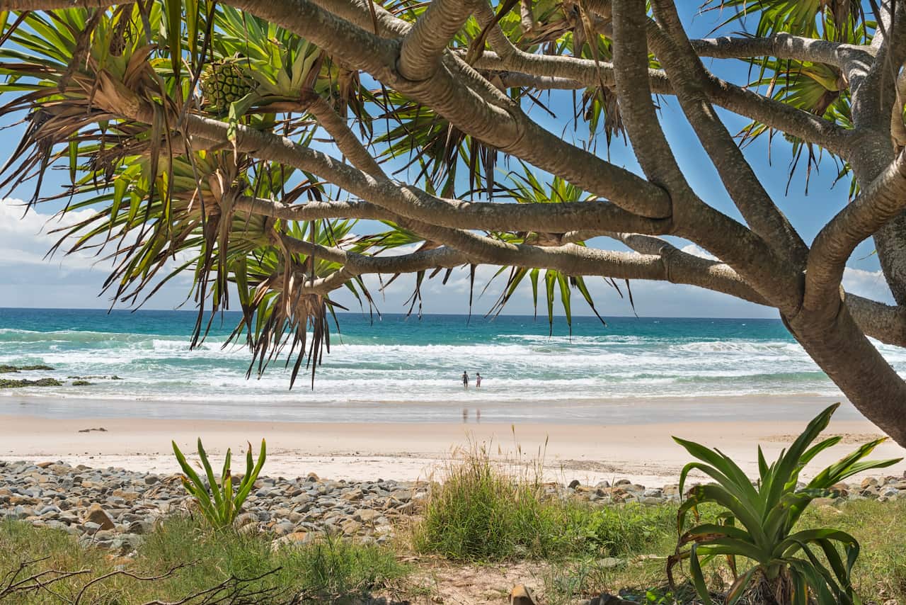 Australia, New South Wales, Byron Bay, Broken Head nature reserve, cabbage tree and view to the beach