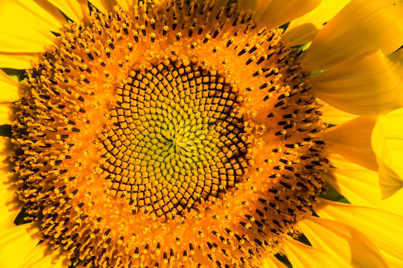 Close-up of a vibrant yellow sunflower in full bloom, showcasing its intricate seed pattern and petals
