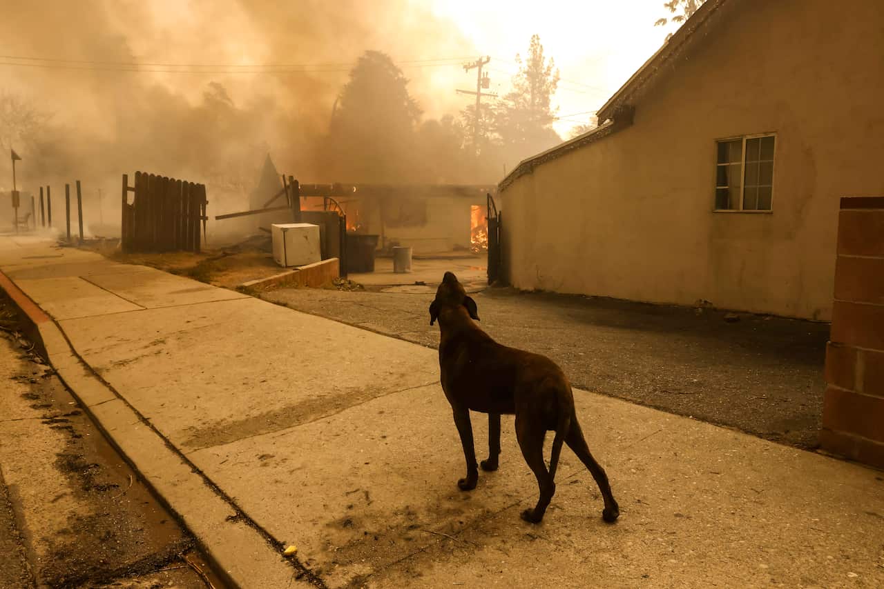 A dog stands on the footpath, watching as a house in the distance is engulfed by flames.