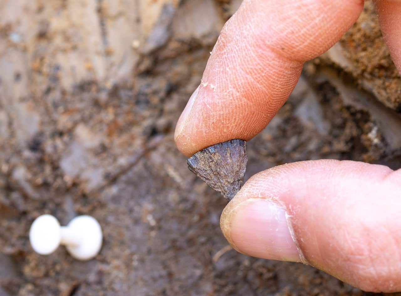 An archeologist holding a small arrow-shaped stone between his fingers.