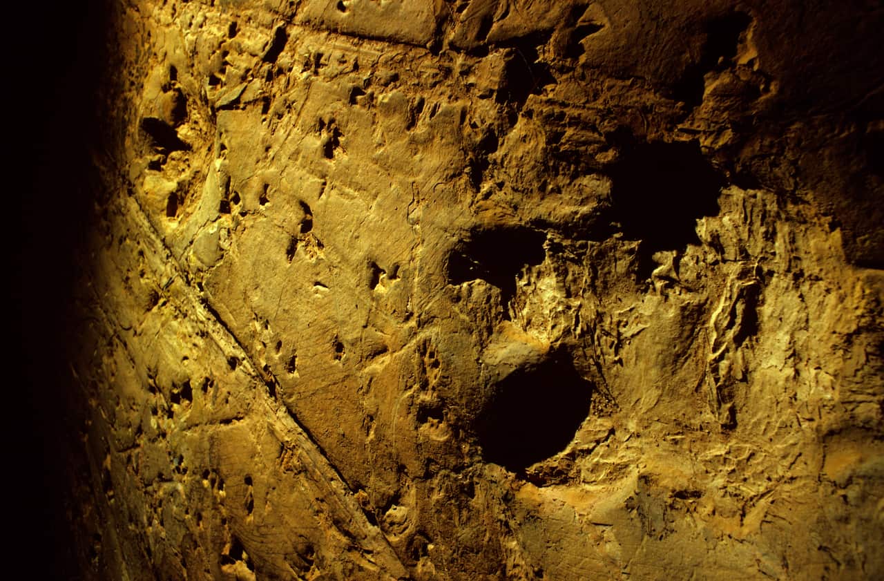 Dinosaur tracks 95 million years old