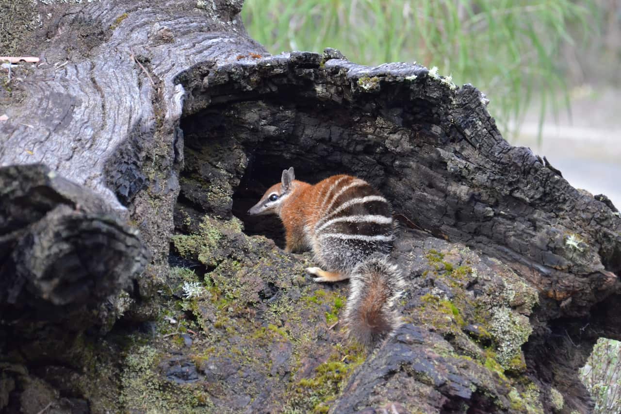 The critically endangered numbat - image Phil Tucak - Wildlife Outreach Vet.JPG