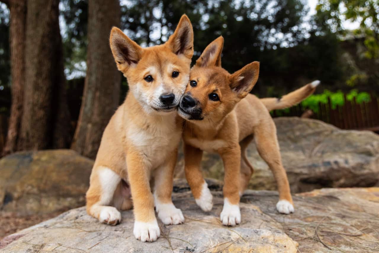 Two dingo puppies standing close together, faces touching.