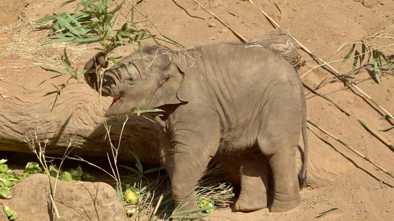 MELB ZOO THAI ELEPHANT 011.jpeg