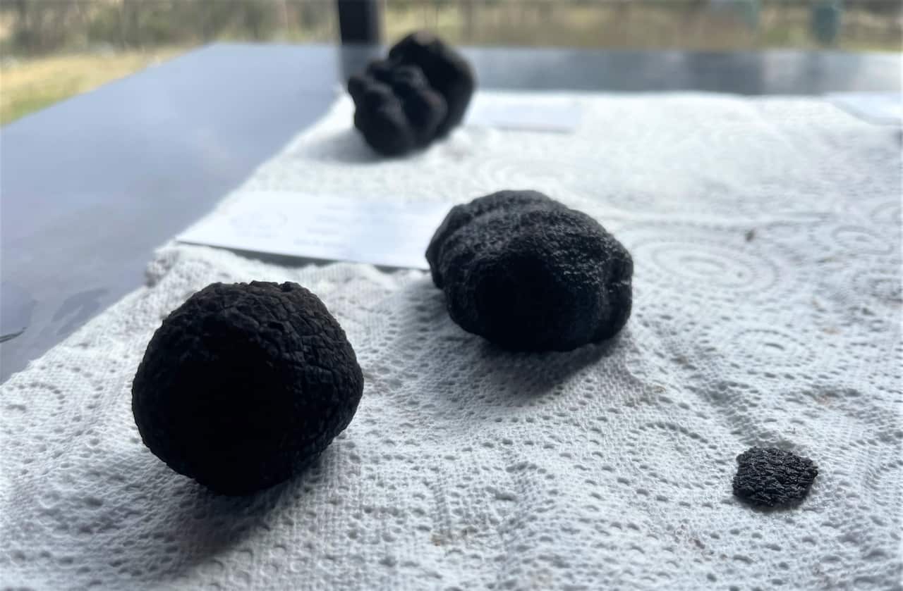 Freshly harvested truffles on a table
