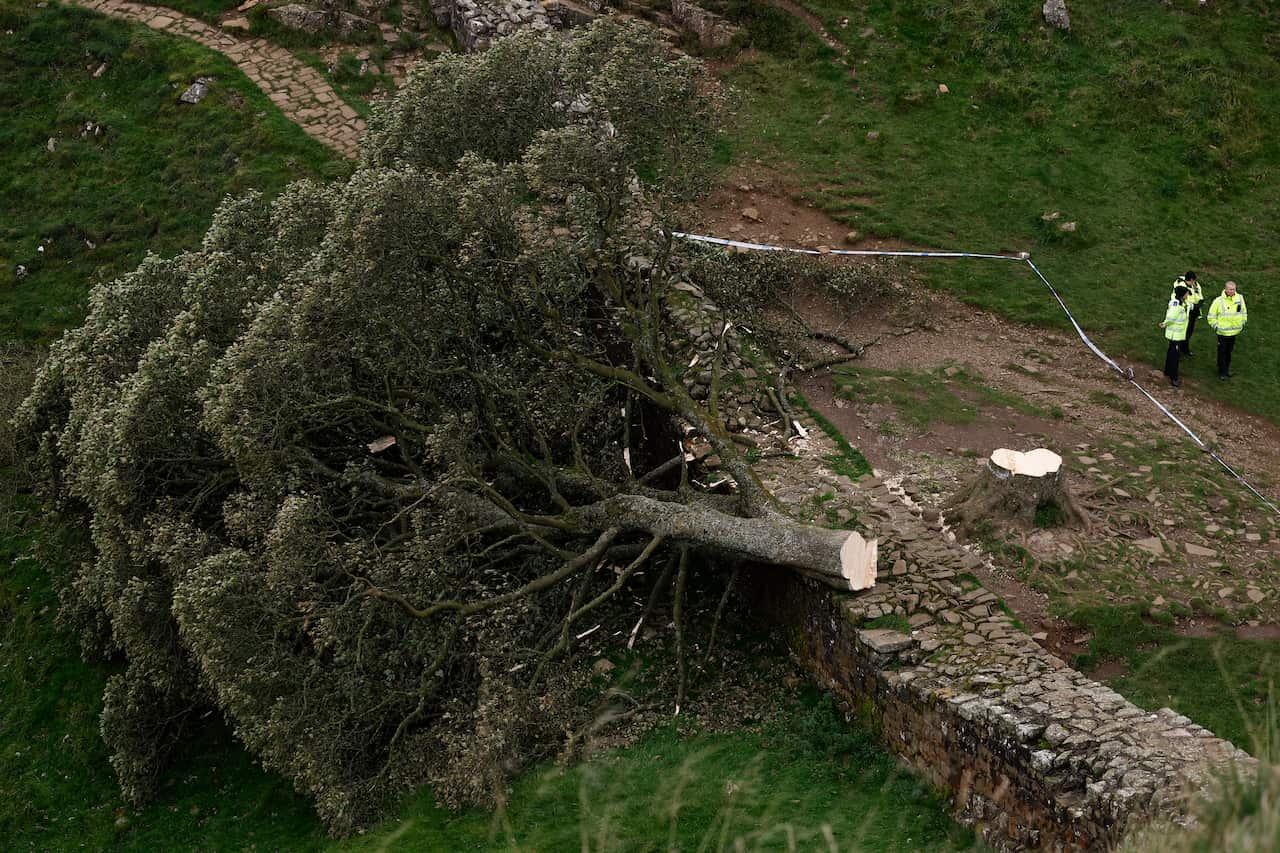 A tree that has been cut near the base of its trunk and fallen.