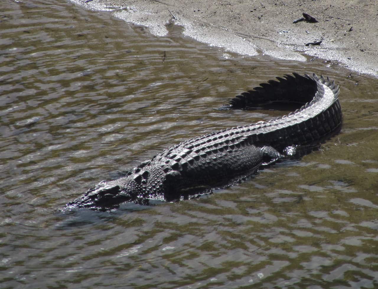A crocodile in a river.