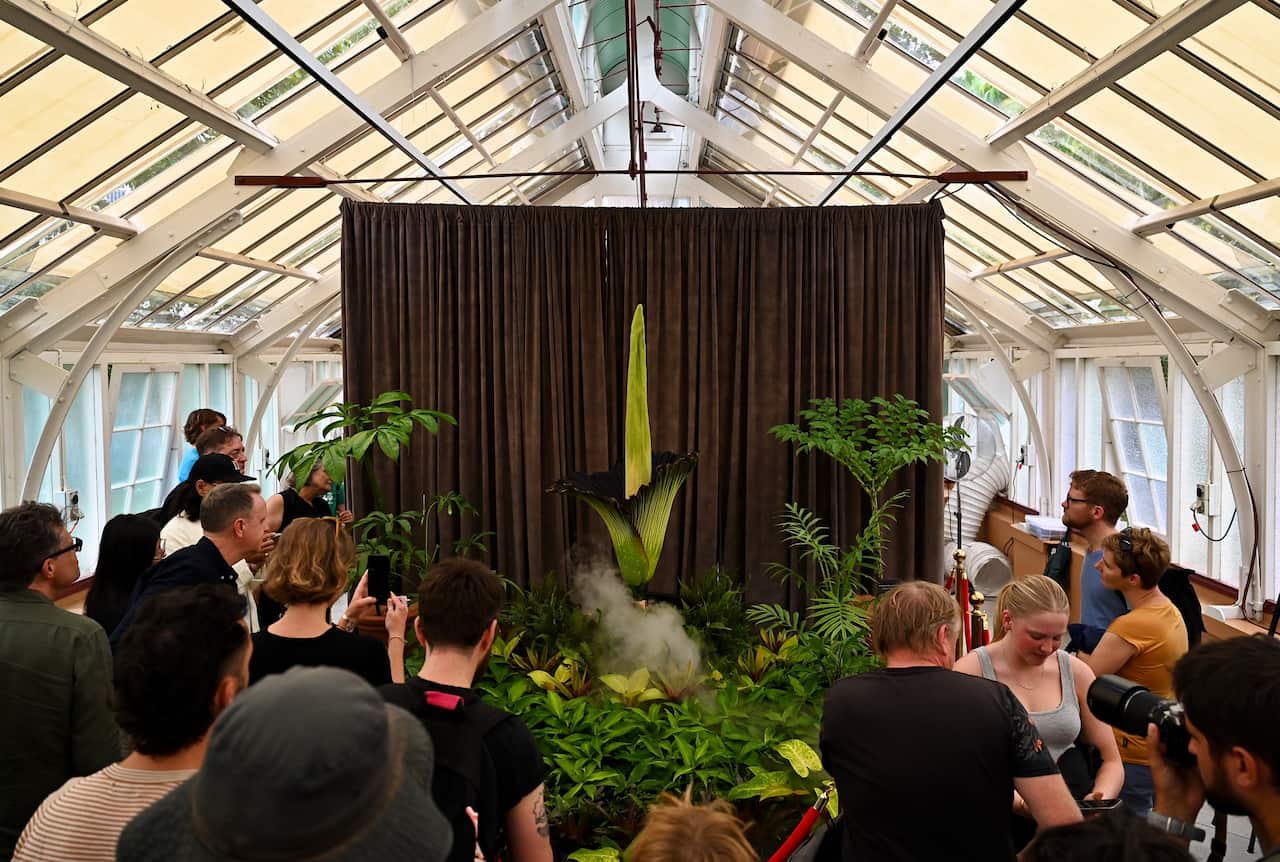 A large group of people standing around an unfurling green flower.