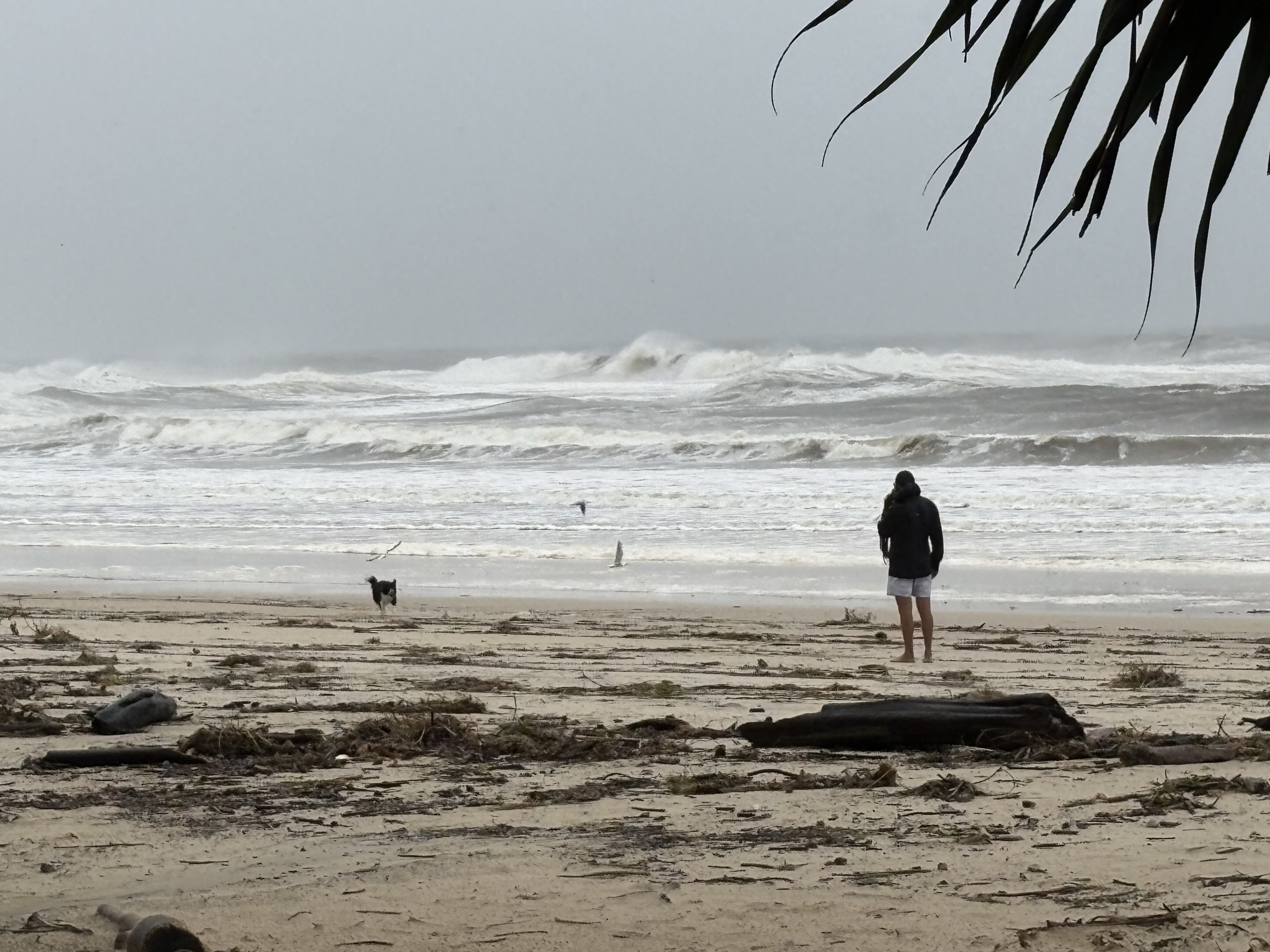A person standing amid debris in front of large swell on a beach as a dog runs along the shore.