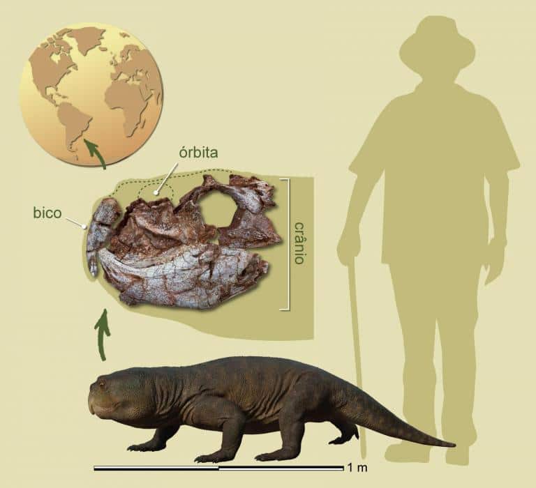 Réplica de rincossauro, réptil pré-histórico do período Triássico, com bico semelhante ao de um papagaio, que viveu no sul do Brasil há cerca de 230 milhões de anos