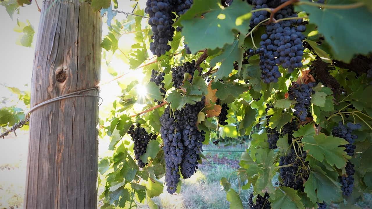 Wine grapes growing in Australia