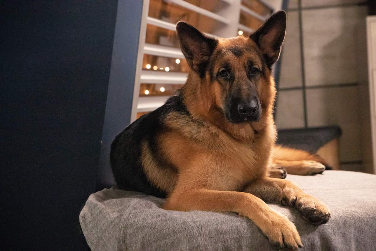 Hudson and Rex - rex.jpg