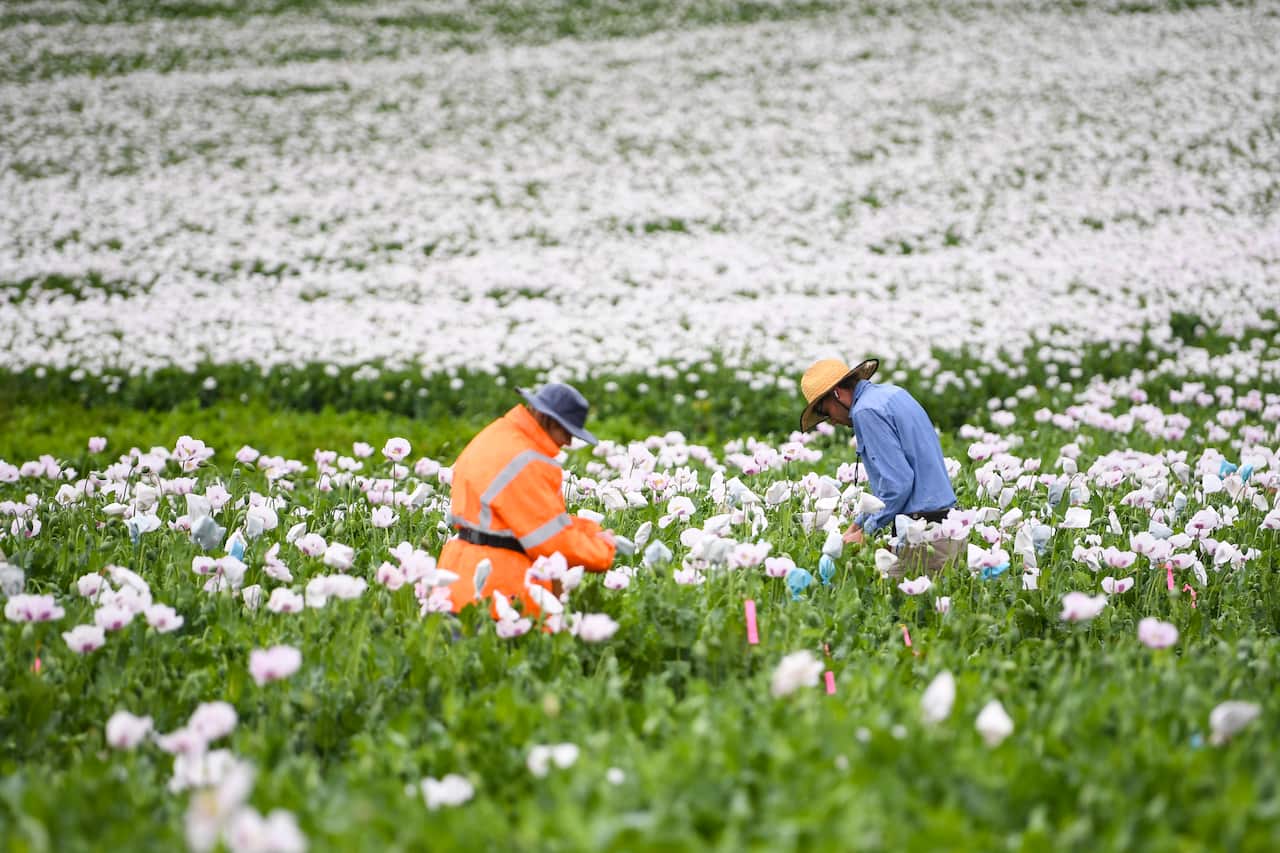 Two people working in a poppy field in Tasmania