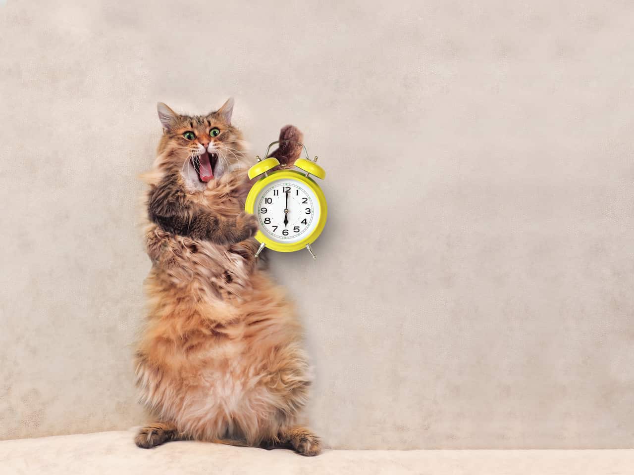 The big shaggy cat is very funny standing.clock 1