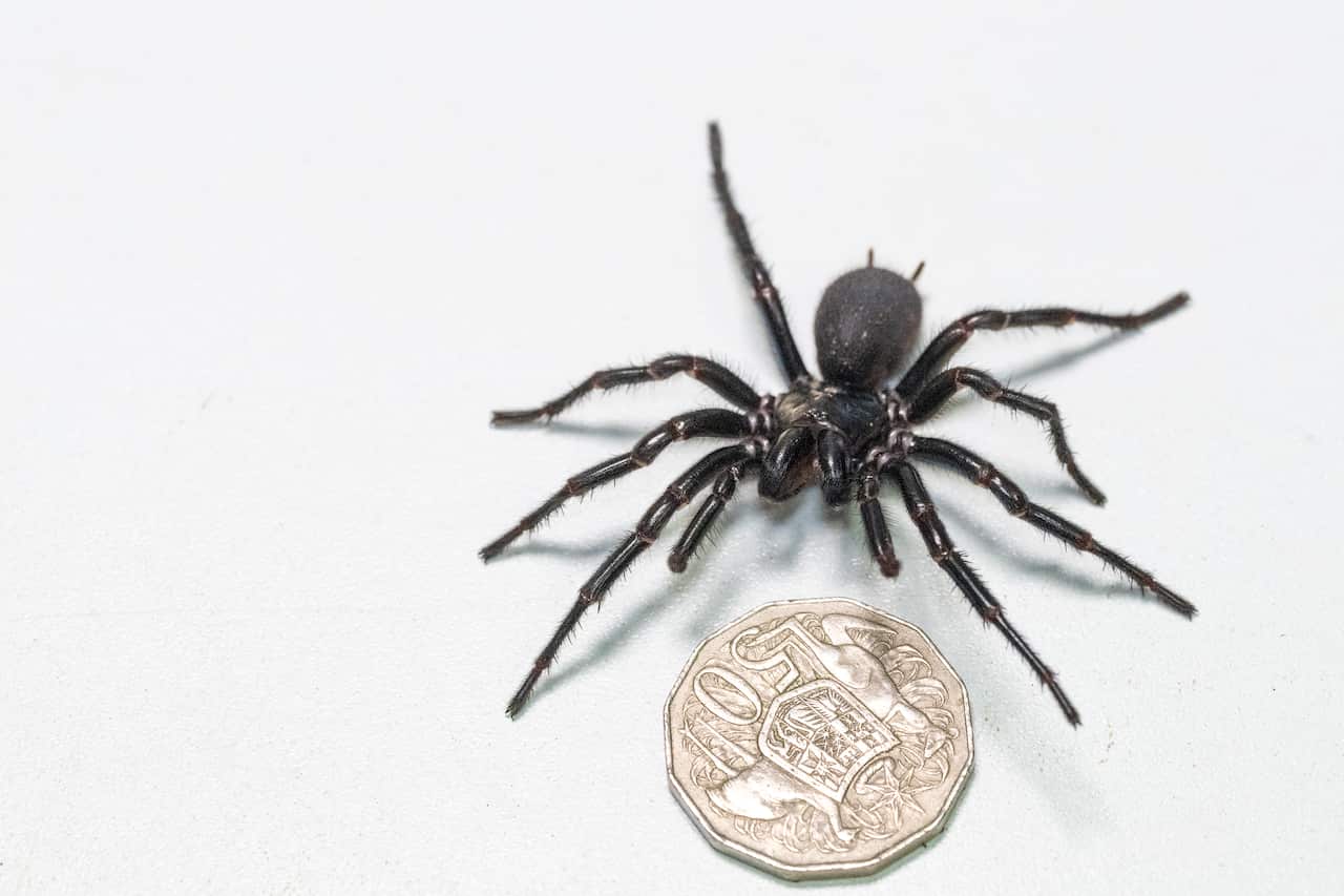 A giant spider is photographed next to the 50 cents coin.