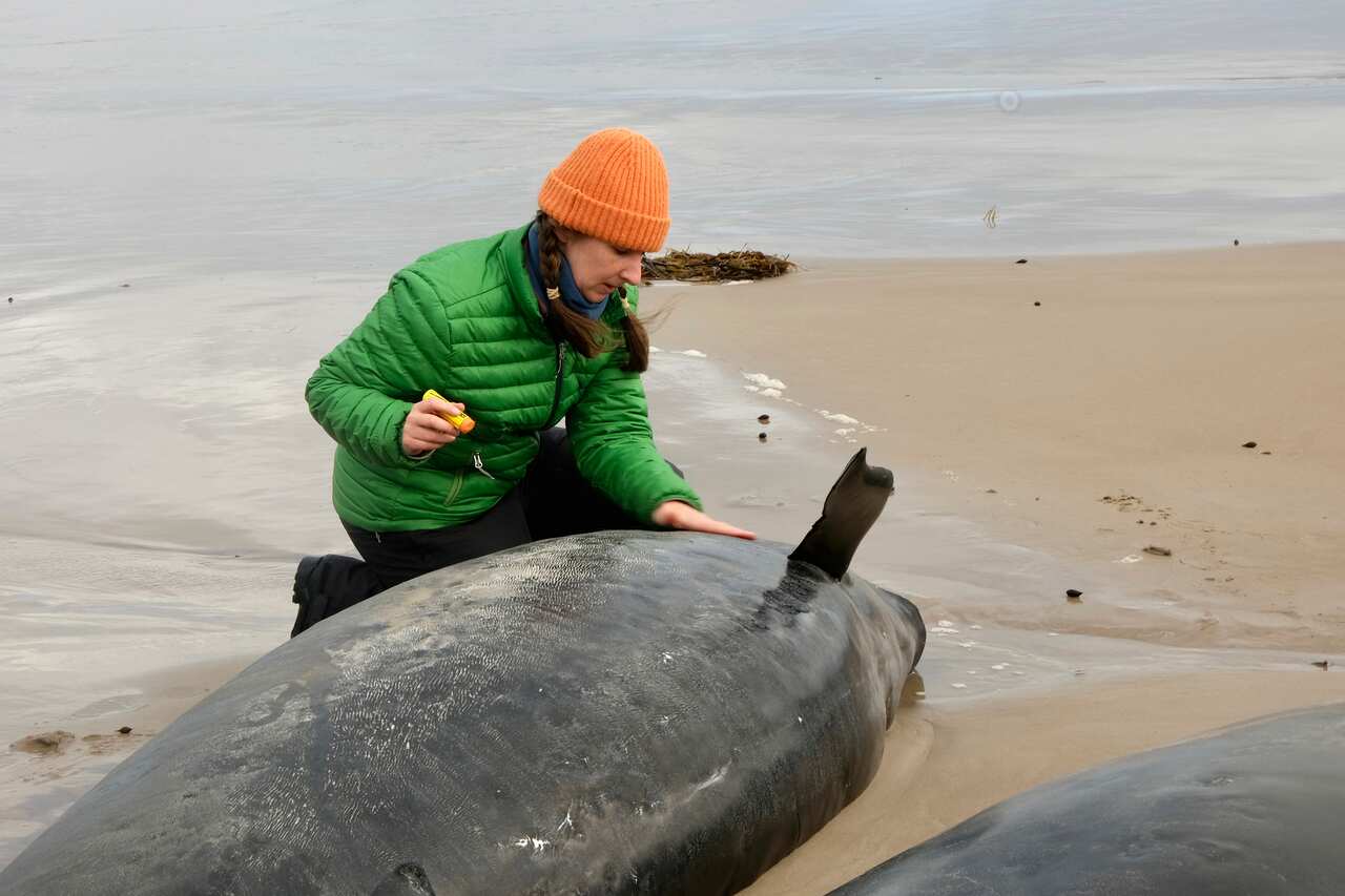 A woman inspects a beached whale