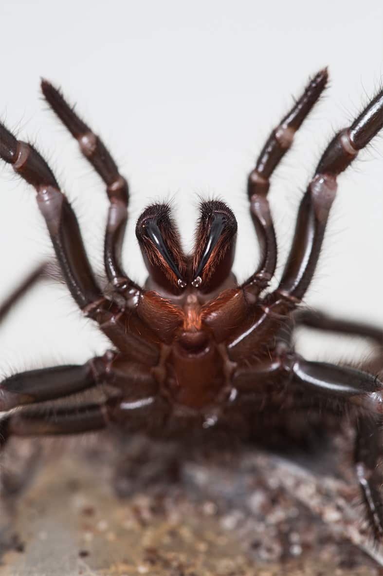 female A robustus 1.jpg