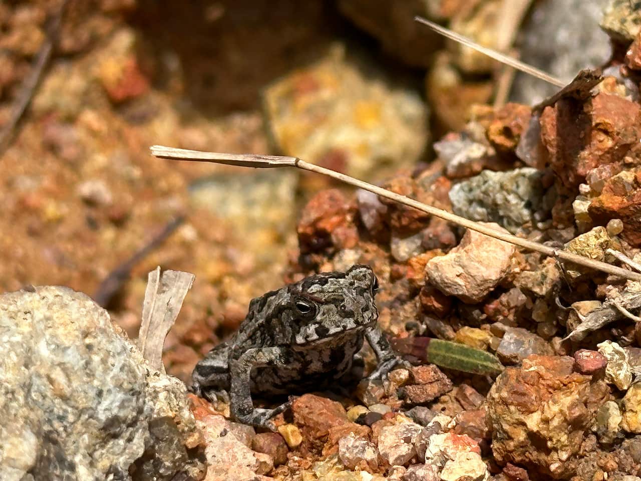 Waiben’s local council hosts toad busting nights for families to help keep numbers down. 