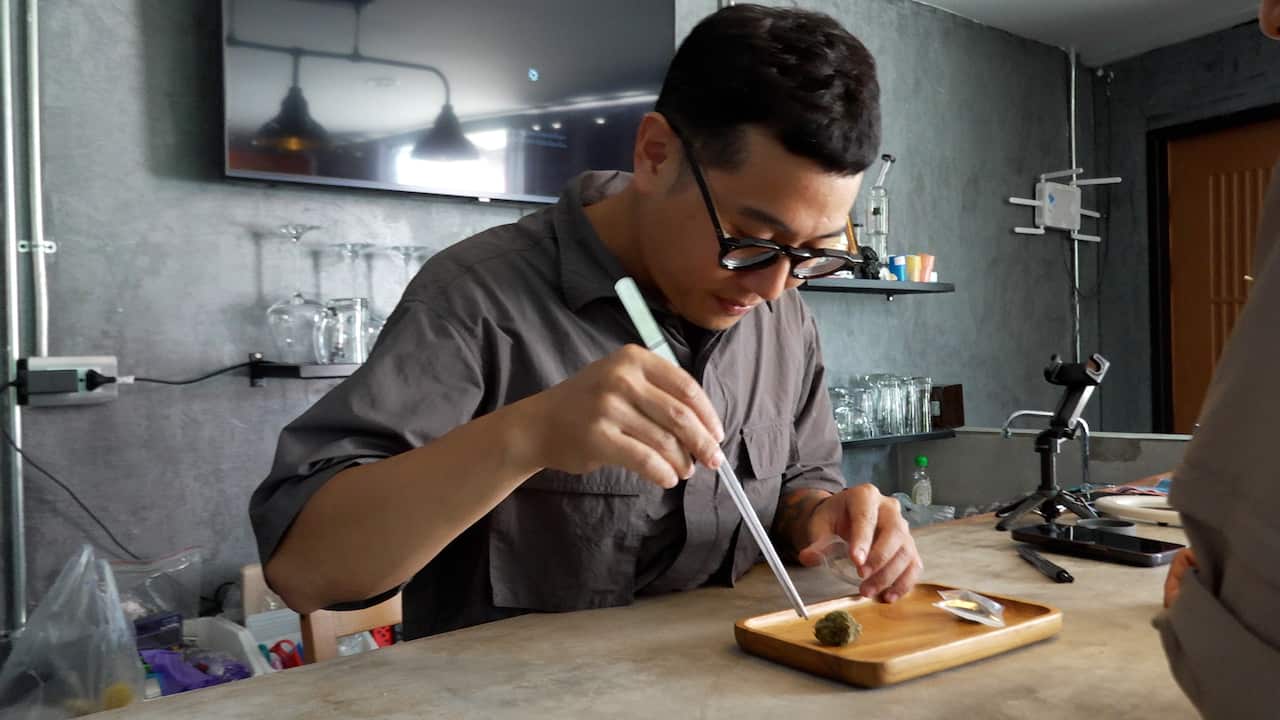  A man in a grey shirt and glasses picks up a nugget of cannabis with a tool.