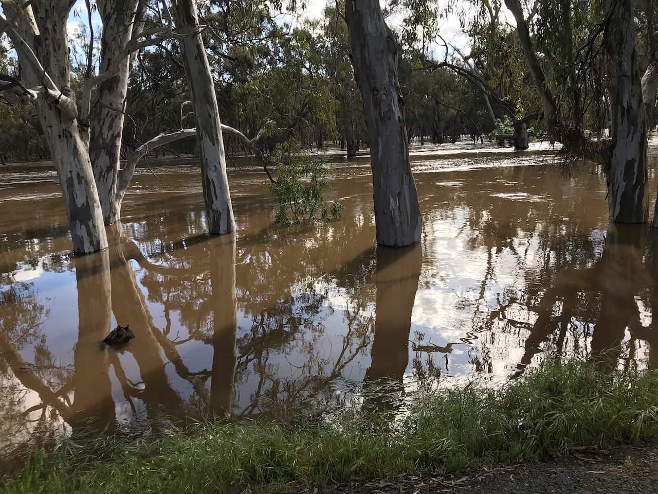 Floods Echuca 2