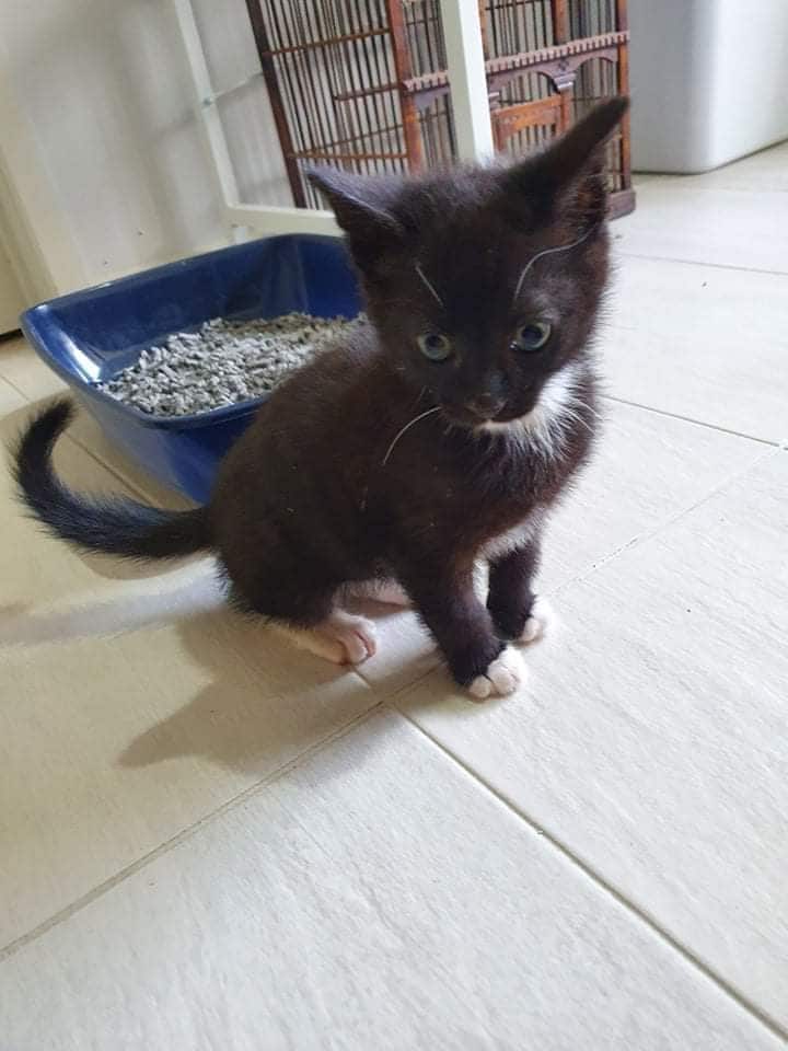 El pequeño gatito Tokyo