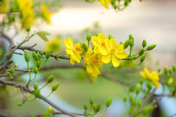Close-up of ochna integerrima on a branch with blurred surround