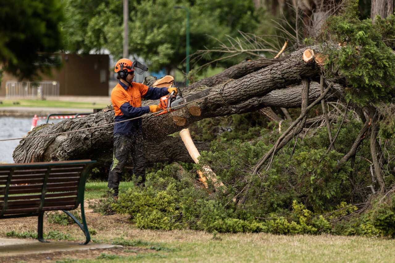 A worker chainsawing a branch of a tree that has fallen.