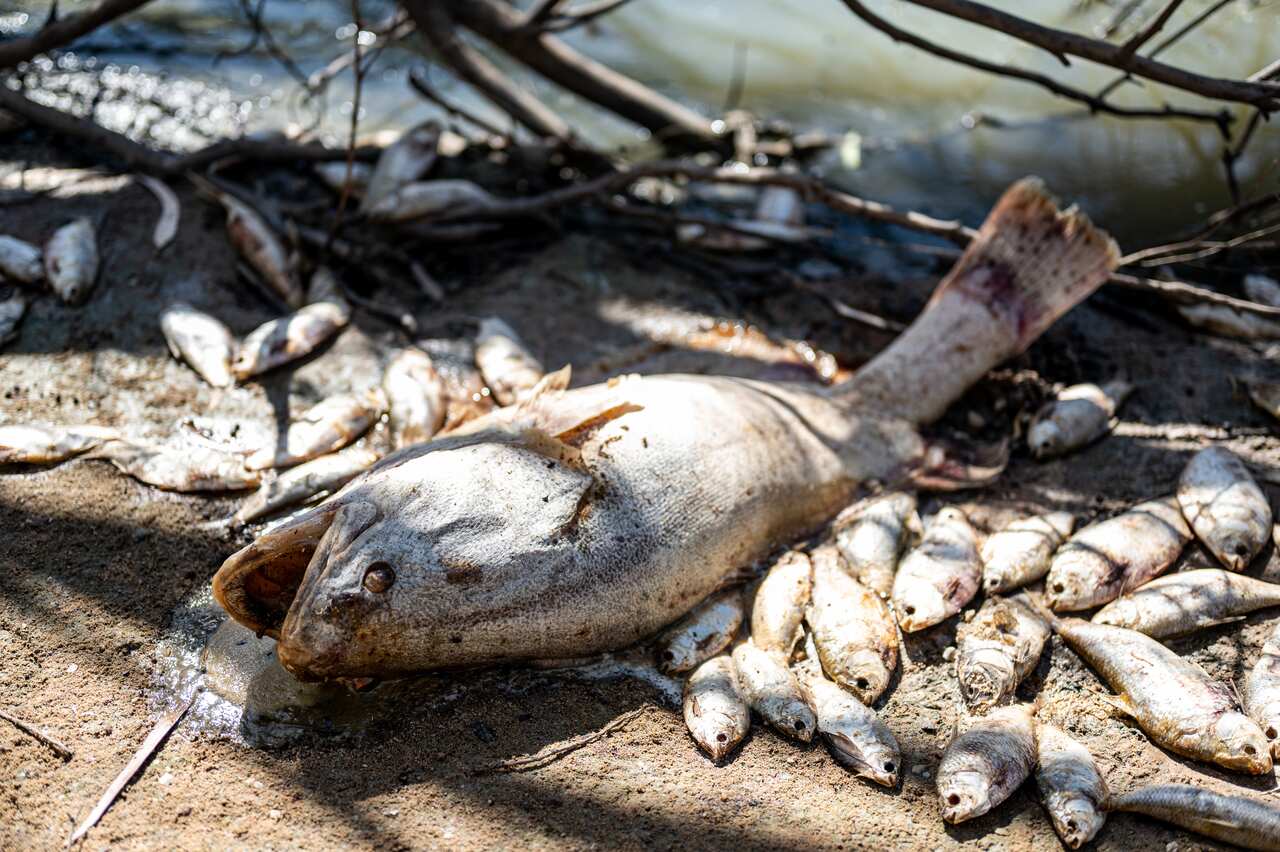 Dead fish on a riverbank.
