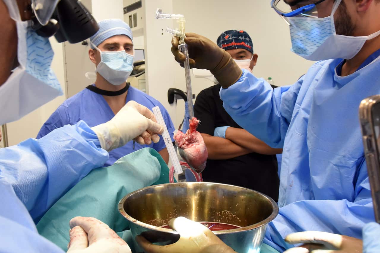 Surgeons manage a heart from a genetically modified pig before transplanting it into a human.
