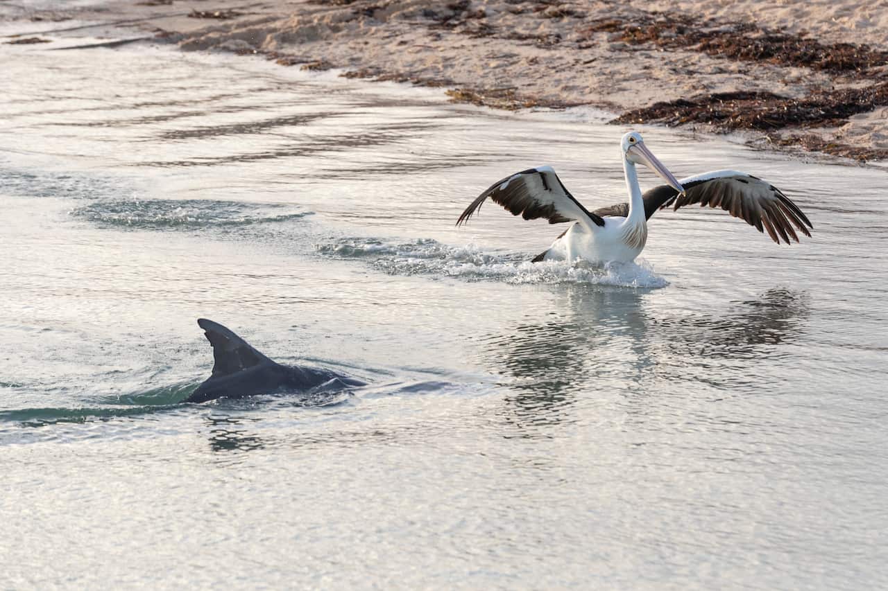 Pelican chasing a bottle-nosed dolphin at Monkey Mia beach