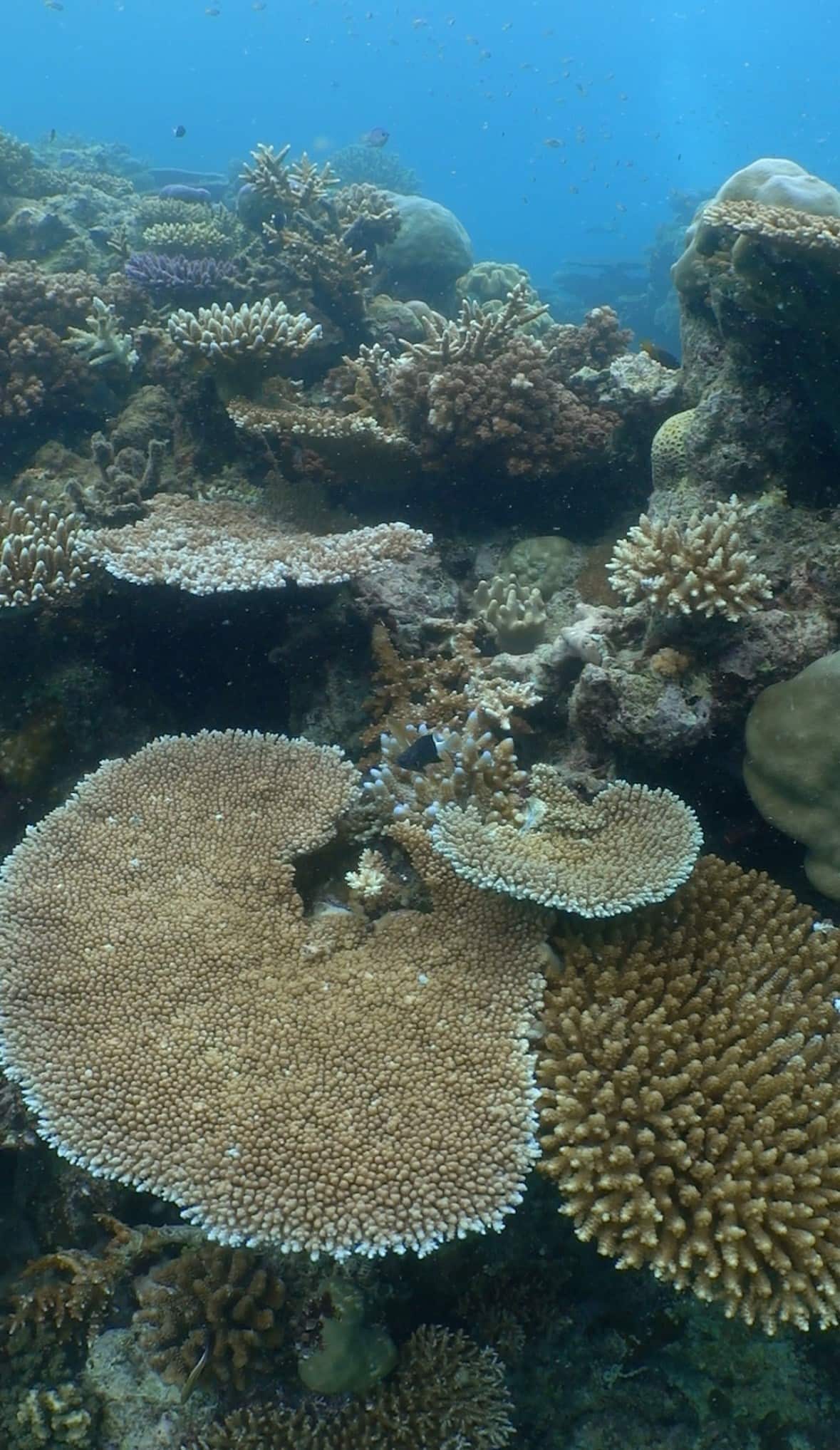 Da GBR bleaching.jpg