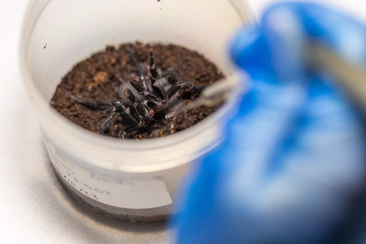 A giant spider in a container is milked with a thin plastic implement. 