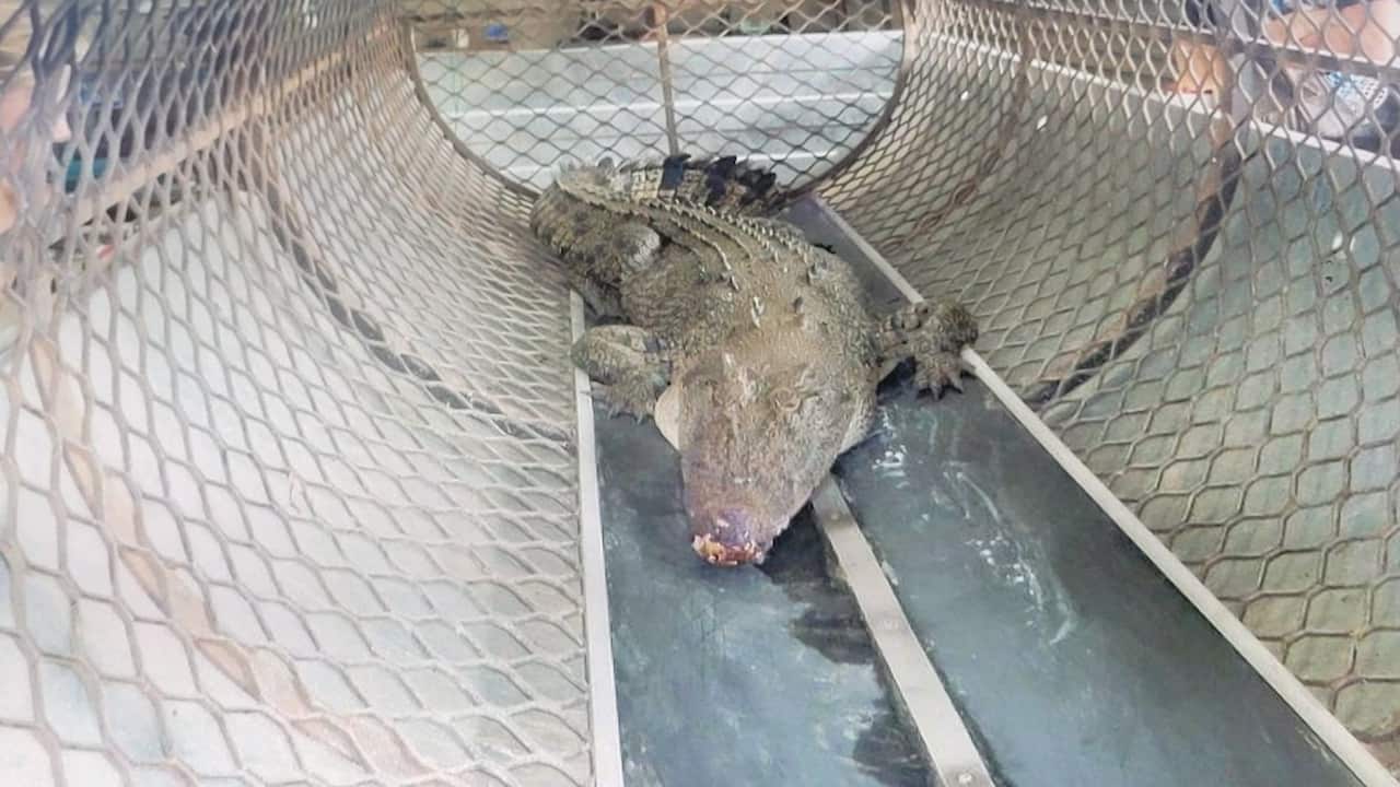 a large crocodile inside a cage