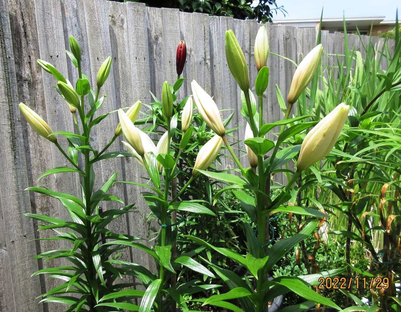 食用百合栽培 Supplied by Julian Zhang