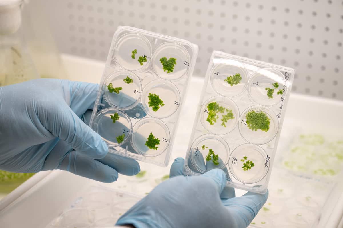 Duckweed Plants for Space credit Naomi Jellicoe-Plants for Space.jpg