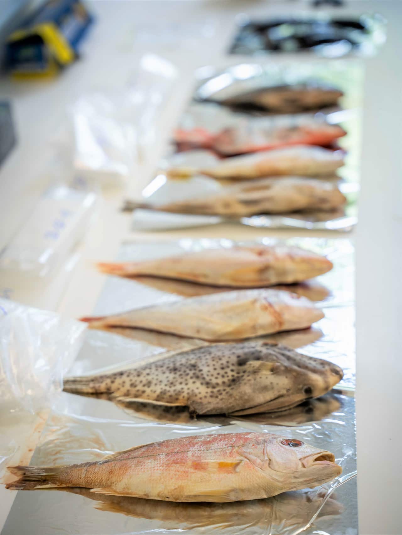 A row of frozen whole fish lad out on foil on a bench.