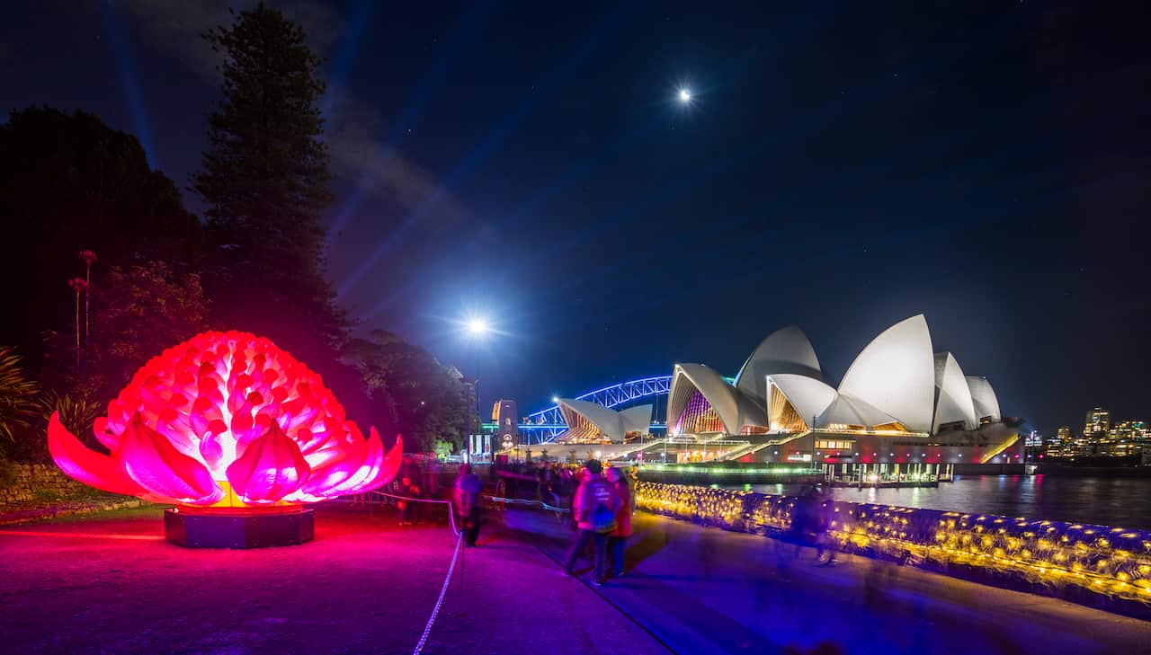 Waratah flower light installation