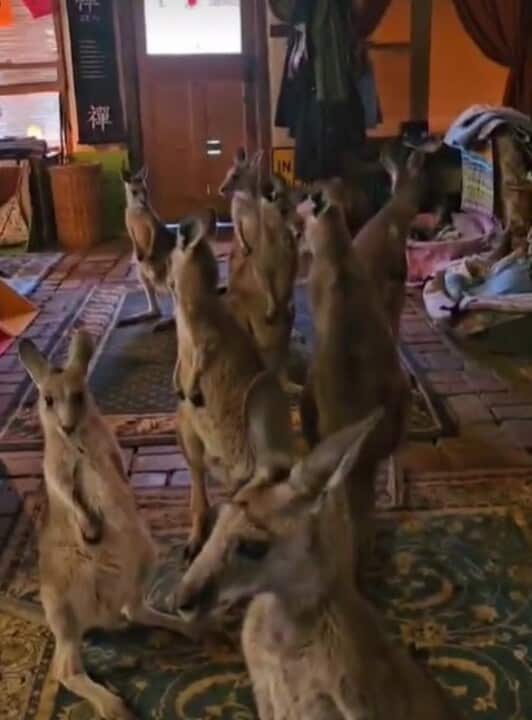 A group of kangaroos inside a house.