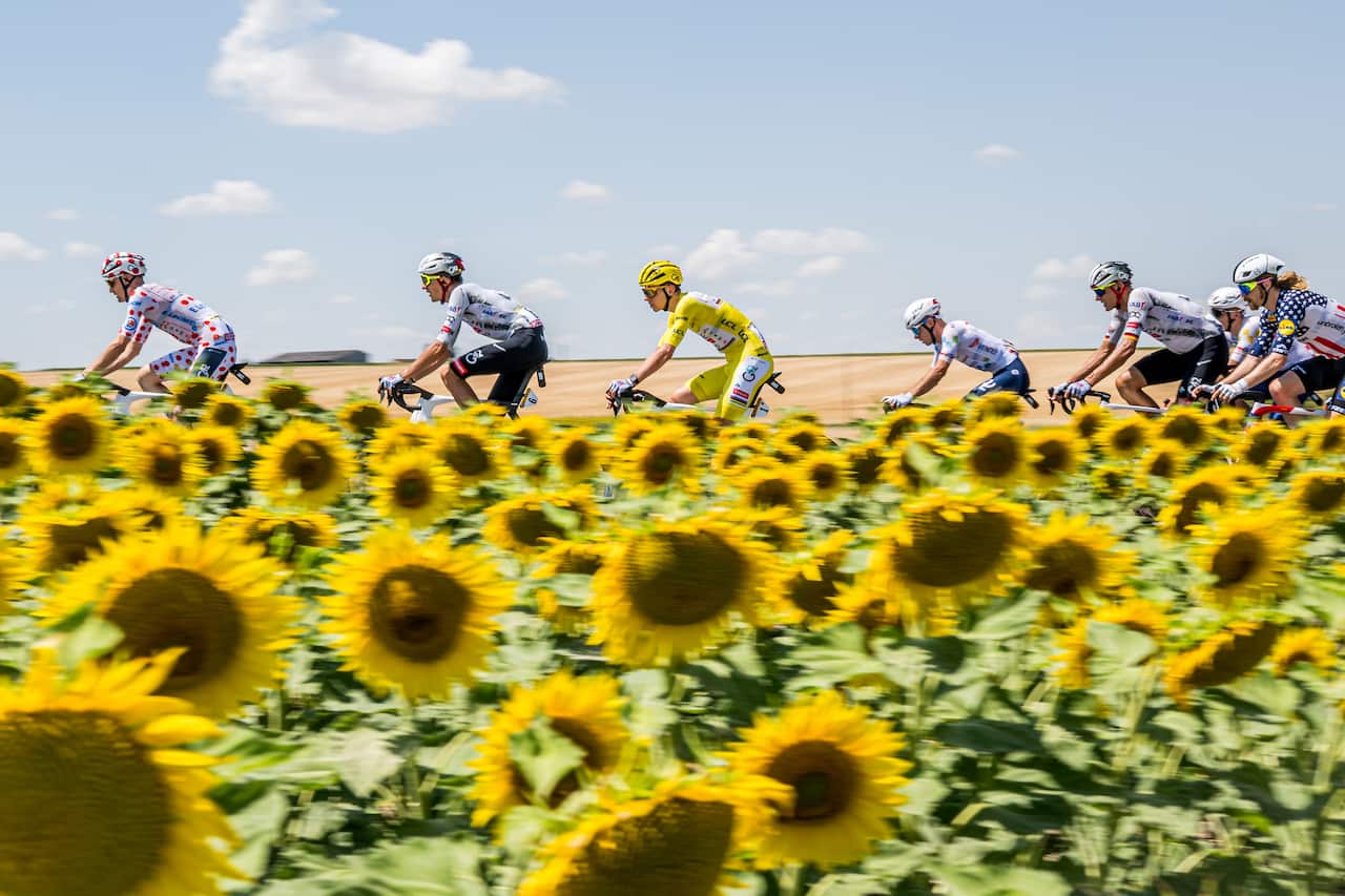 Row of cyclists riding behind a field of sunflowers.