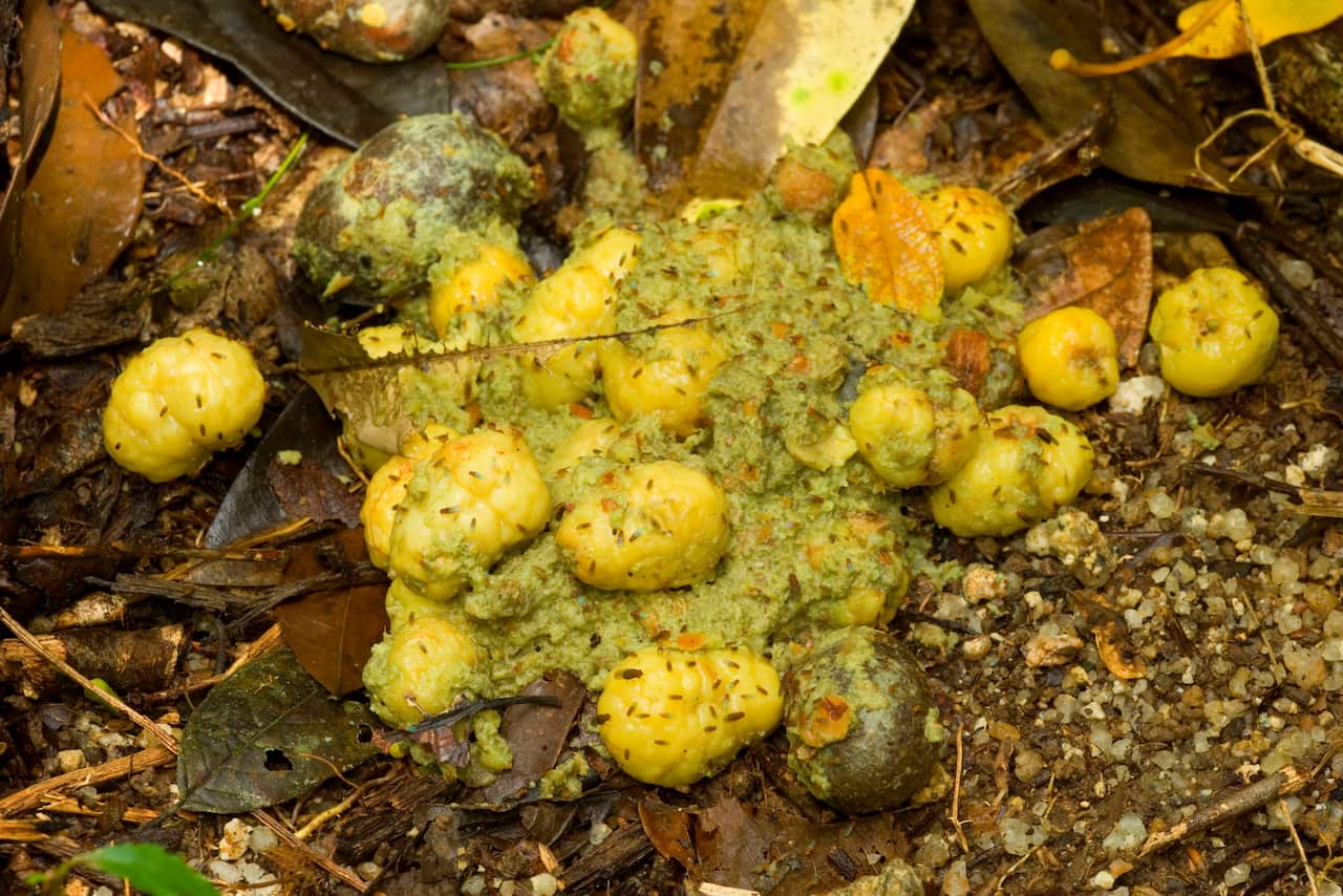 fresh cassowary droppings (Casuarius casuarius)