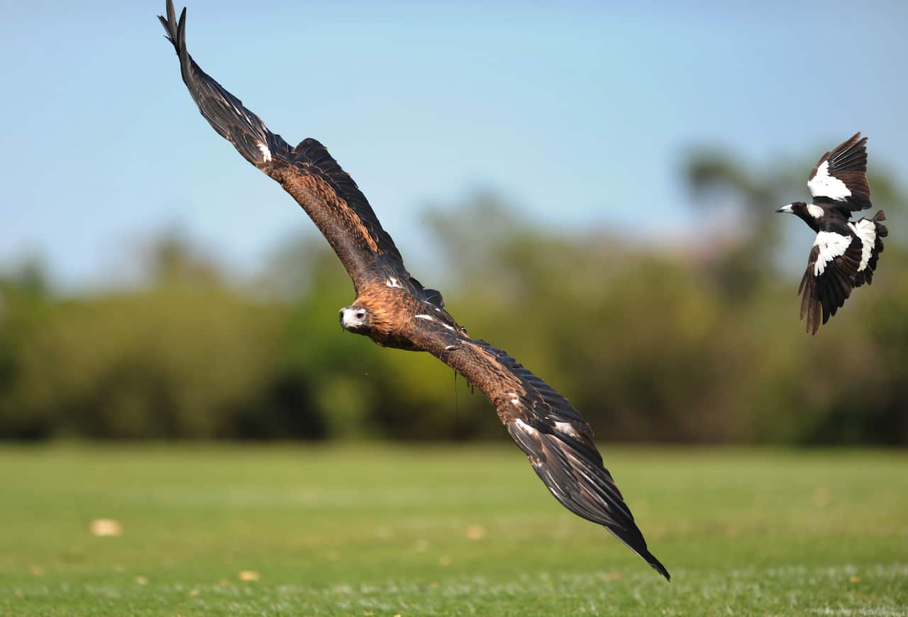 An eagle gets attacked by a magpie.