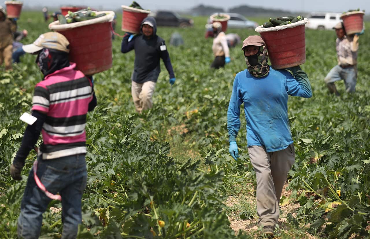 Essential Farm Workers Continue Work As Florida Agriculture Industry Struggles During Coronavirus Pandemic